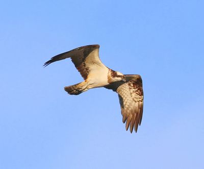 Visarend - Osprey