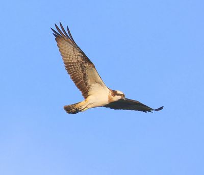 Visarend - Osprey