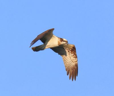 Visarend - Osprey