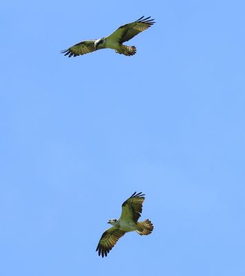 Visarenden - Ospreys