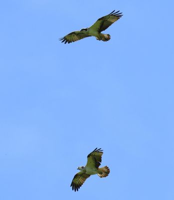 Visarend - Osprey