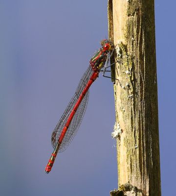 Vuurjuffer - Large Red Damselfly