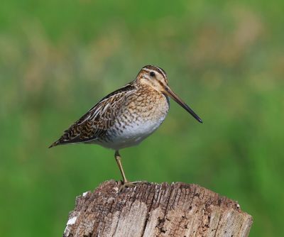 Watersnip - Common Snipe