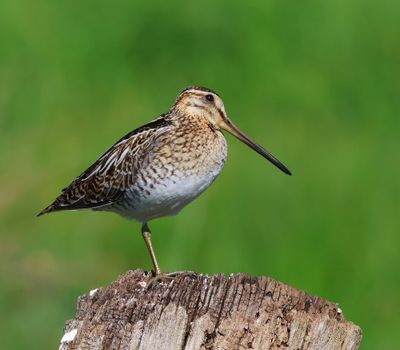 Watersnip - Common Snipe