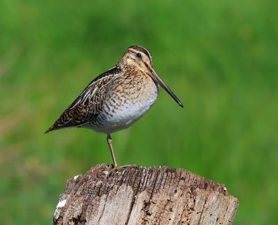 Watersnip - Common Snipe