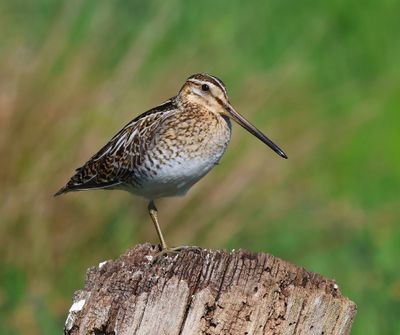 Watersnip - Common Snipe