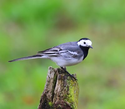 Witte Kwikstaart - White Wagtail