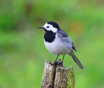 Witte Kwikstaart - White Wagtail