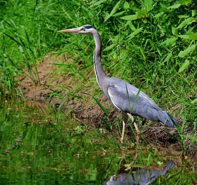 Blauwe Reiger - Grey Heron