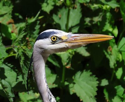 Blauwe Reiger - Grey Heron