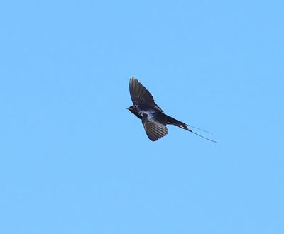 Boerenzwaluw - Barn Swallow