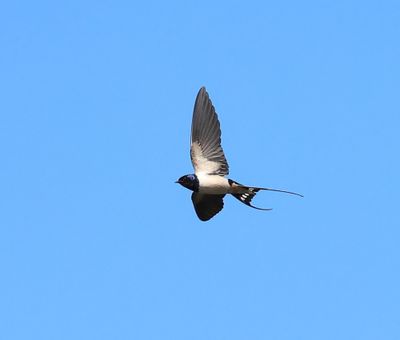 Boerenzwaluw - Barn Swallow