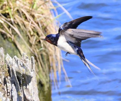 Boerenzwaluw - Barn Swallow