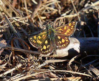 Bont Dikkopje - Chequered Skipper