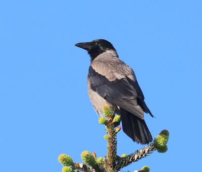 Bonte Kraai - Hooded Crow