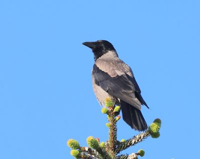 Bonte Kraai - Hooded Crow