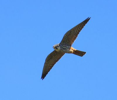 Boomvalk - Eurasian Hobby