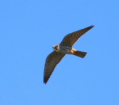 Boomvalk - Eurasian Hobby
