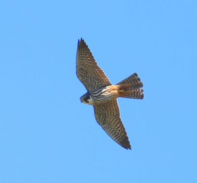 Boomvalk - Eurasian Hobby