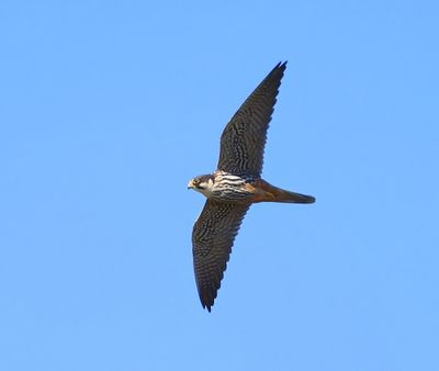 Boomvalk - Eurasian Hobby