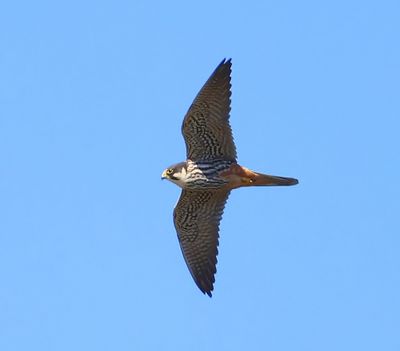 Boomvalk - Eurasian Hobby