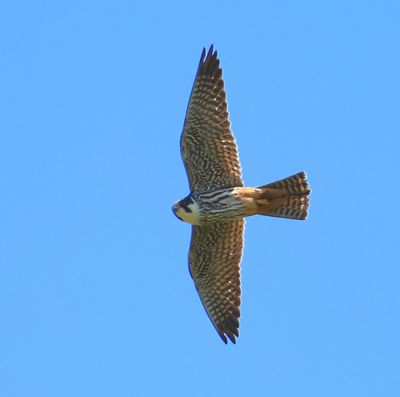 Boomvalk - Eurasian Hobby