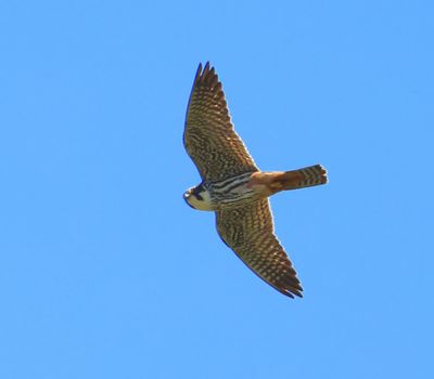 Boomvalk - Eurasian Hobby