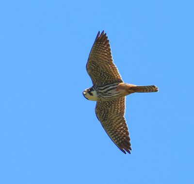 Boomvalk - Eurasian Hobby