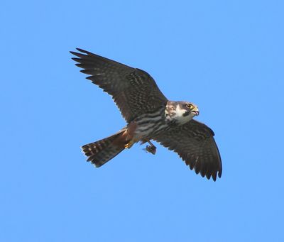 Boomvalk - Eurasian Hobby