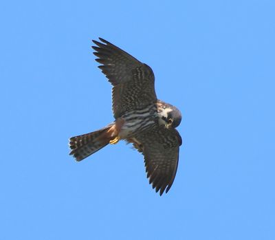 Boomvalk - Eurasian Hobby
