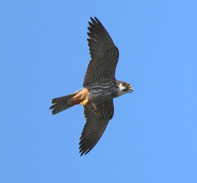 Boomvalk - Eurasian Hobby