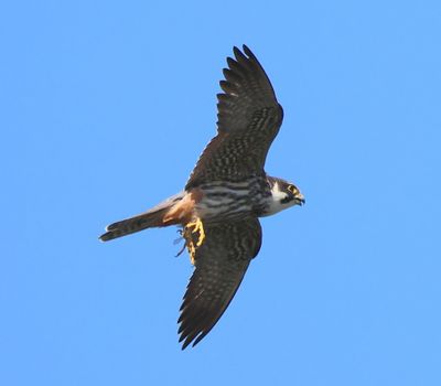 Boomvalk - Eurasian Hobby