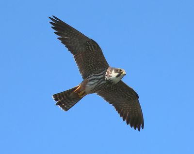 Boomvalk - Eurasian Hobby