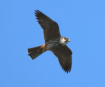 Boomvalk - Eurasian Hobby