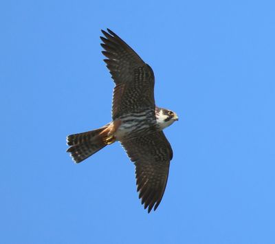 Boomvalk - Eurasian Hobby