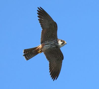 Boomvalk - Eurasian Hobby