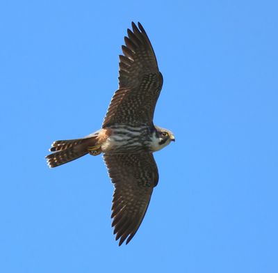 Boomvalk - Eurasian Hobby