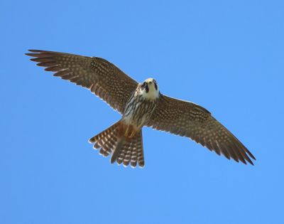 Boomvalk - Eurasian Hobby