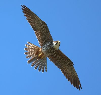 Boomvalk - Eurasian Hobby