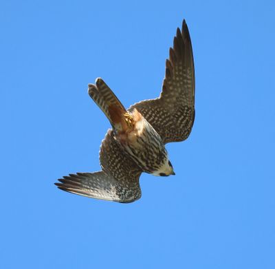 Boomvalk - Eurasian Hobby