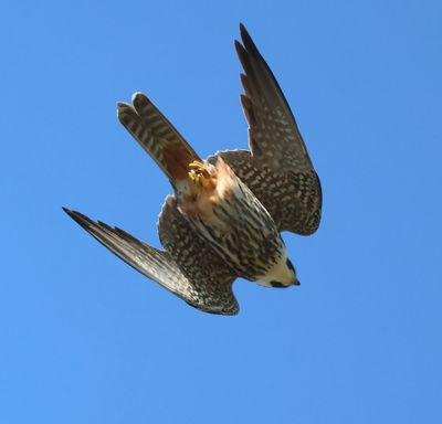 Boomvalk - Eurasian Hobby