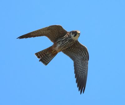 Boomvalk - Eurasian Hobby
