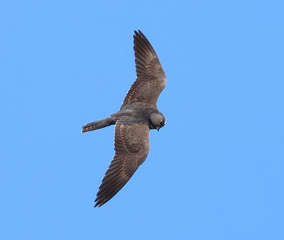 Boomvalk - Eurasian Hobby