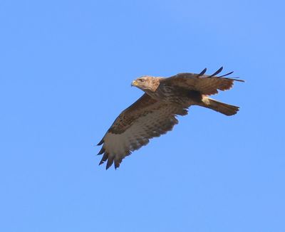 Buizerd - Common Buzzard