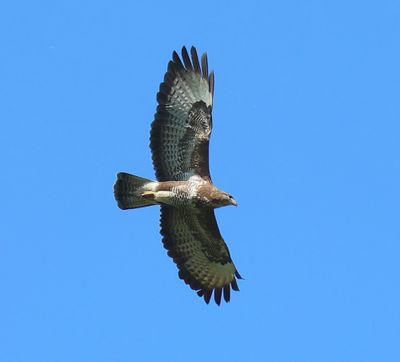 Buizerd - Common Buzzard