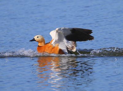 Casarca - Ruddy Shelduck