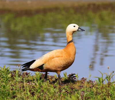 Casarca - Ruddy Shelduck