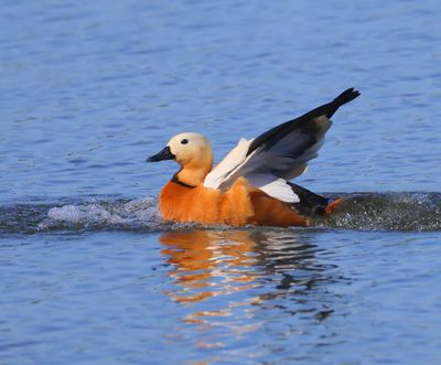 Casarca - Ruddy Shelduck