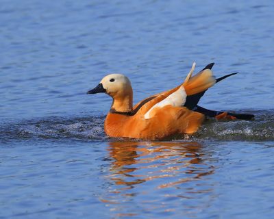 Casarca - Ruddy Shelduck