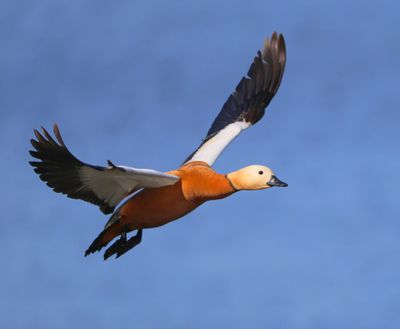 Casarca - Ruddy Shelduck